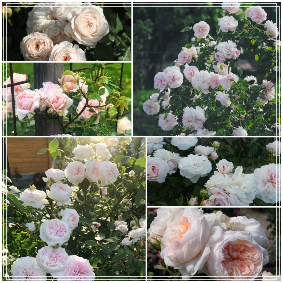 Sabrina róża pnąca